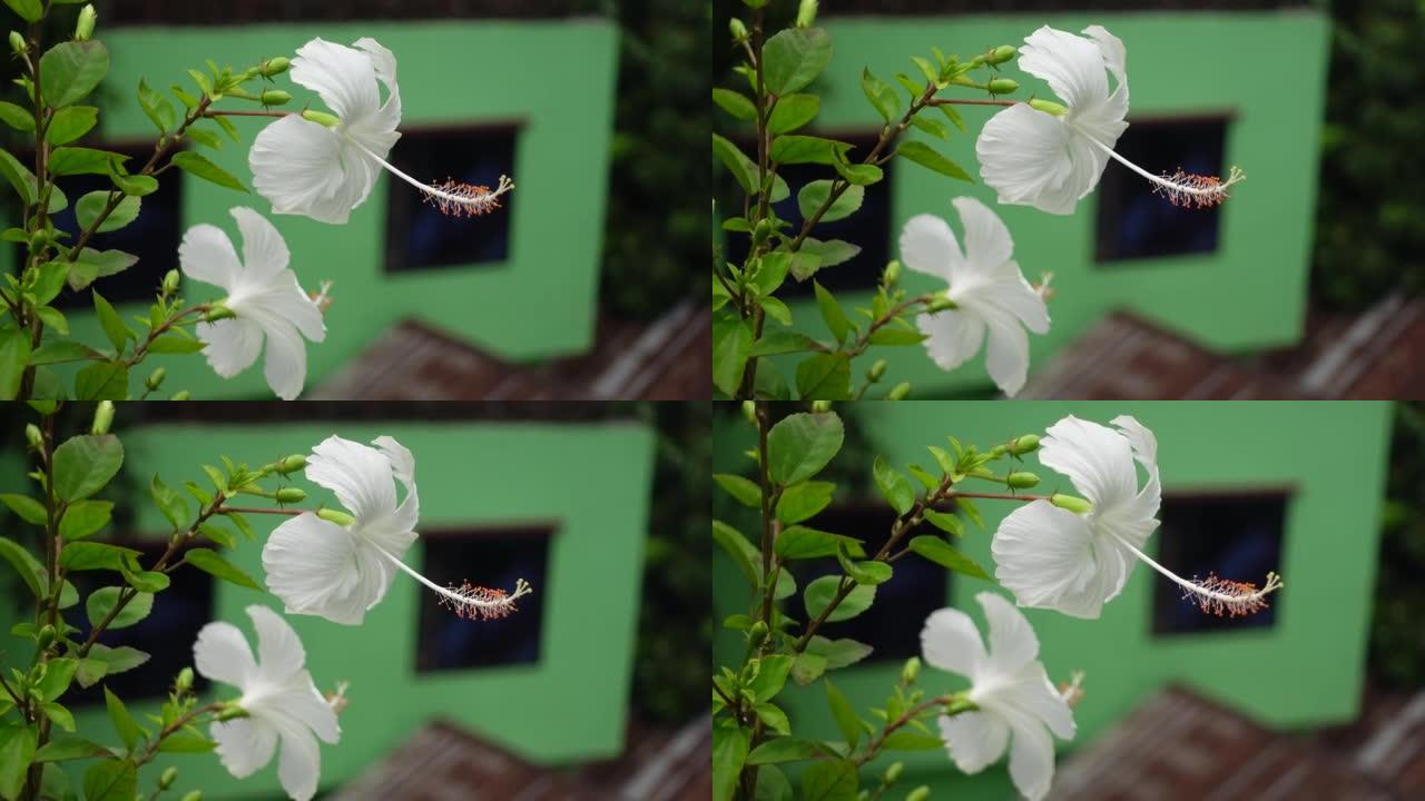 白色的芙蓉花在绿树上随风摇曳。白色和绿色的花朵背景。4k视频。