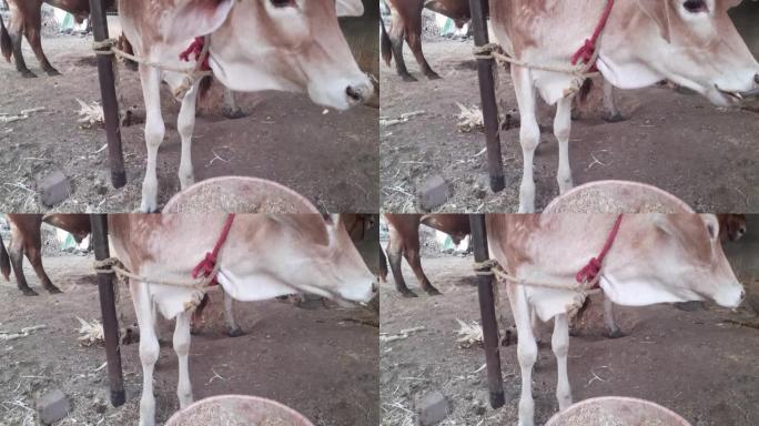 奶牛在奶牛场的牛棚里吃干草。农业工业农业概念。