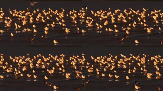一大群黑头海鸥 (Chroicocephalus ridibundus) 在傍晚的灯光下在滩涂上闪电
