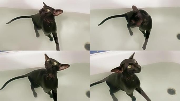 黑猫在水中洗澡