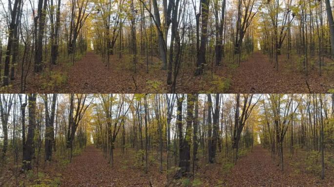无人机视频在秋天的裸露树木下飞舞，落叶地毯