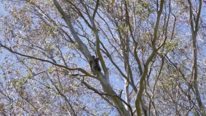 标志性的澳大利亚本土考拉熊爬上桉树以逃避夏季炎热