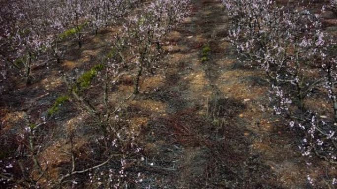 裸露的桃树上的粉红色花朵关闭相机在果园航拍视频中平移成排的树木