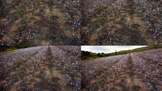 裸露的桃树上的粉红色花朵关闭相机在果园航拍视频中平移成排的树木