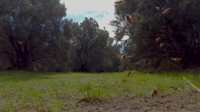 许多蜜蜂在进入和离开蜂巢的树木包围的自然空间中以慢动作飞行