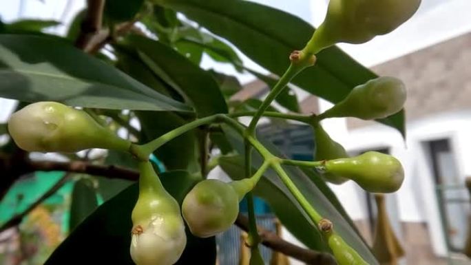 种植在花盆中的水状玫瑰苹果植物的小树枝正在学习开花