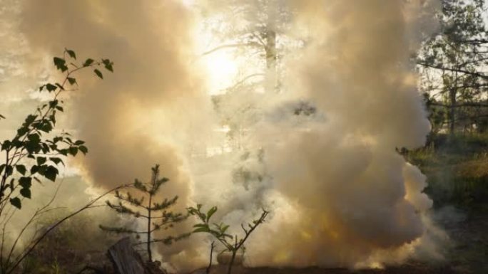 在森林林间空地上燃烧的烟雾弹突破了树木