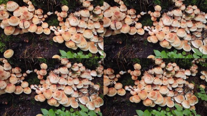 生长在森林树桩上的蘑菇。