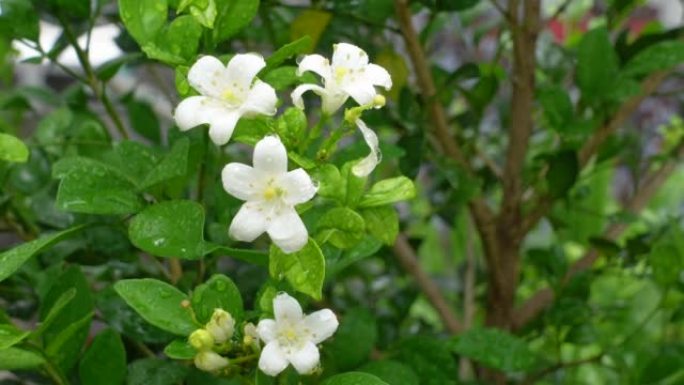 芬芳的橙色茉莉花(卡米尼)白色的花在绿树上。潮湿的白色Madhu Kamini花在雨季的特写。4k视