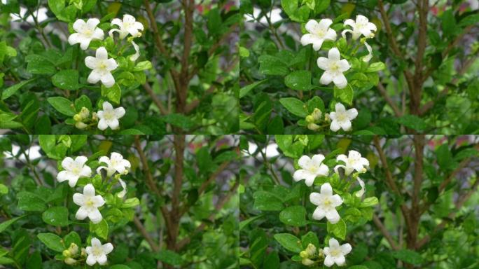 芬芳的橙色茉莉花(卡米尼)白色的花在绿树上。潮湿的白色Madhu Kamini花在雨季的特写。4k视