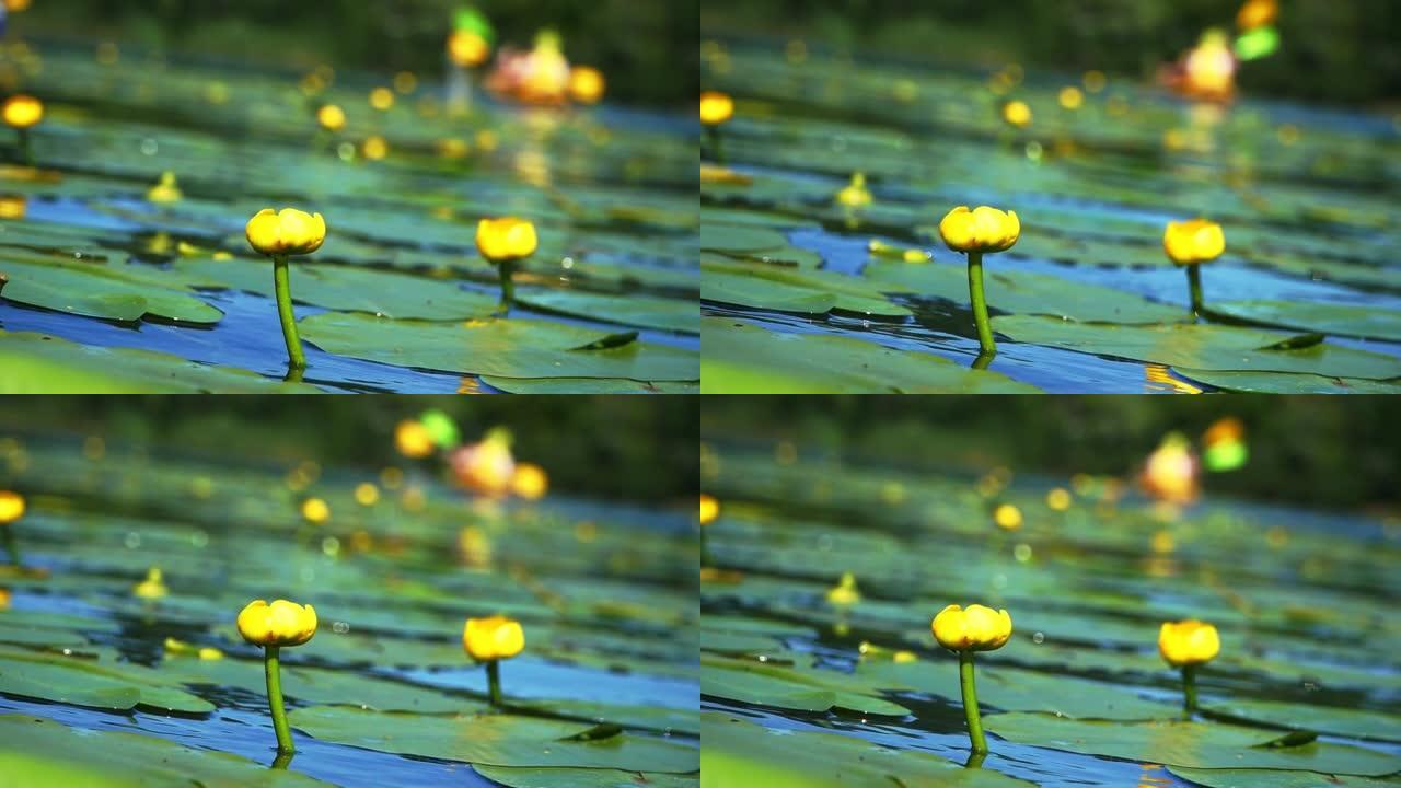 河面两朵黄色的睡莲