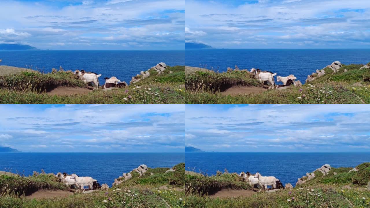 Estaca de Bares半岛海岸悬崖上的野山羊。西班牙加利西亚拉科鲁尼亚省。