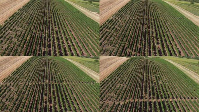 空中电影剪辑。捷克共和国Kyjov的一家酿酒厂的俯视图。葡萄酒成排陈酿。葡萄园，葡萄田，种植园上的葡