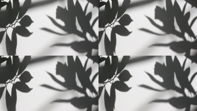 shadow, sunlight, branches, leaves