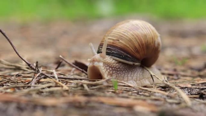 一只蜗牛在森林里的地面上爬行，特写视频，选择性聚焦
