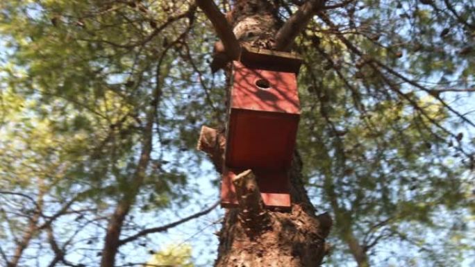 人类在松树上做的鸟巢。弧形摄像机运动。