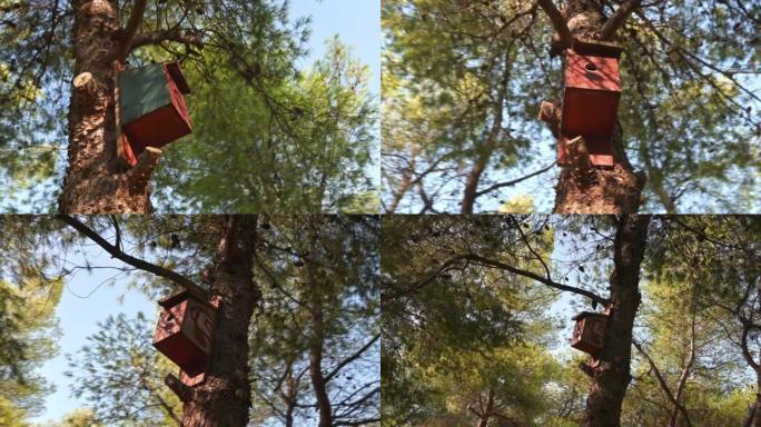 人类在松树上做的鸟巢。弧形摄像机运动。