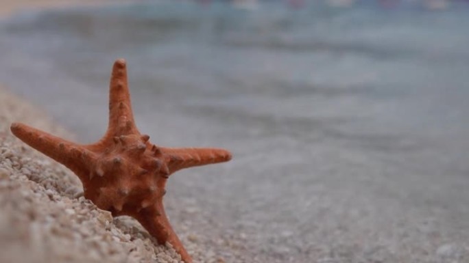 海星在海边被海浪击中