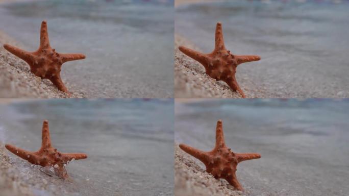 海星在海边被海浪击中