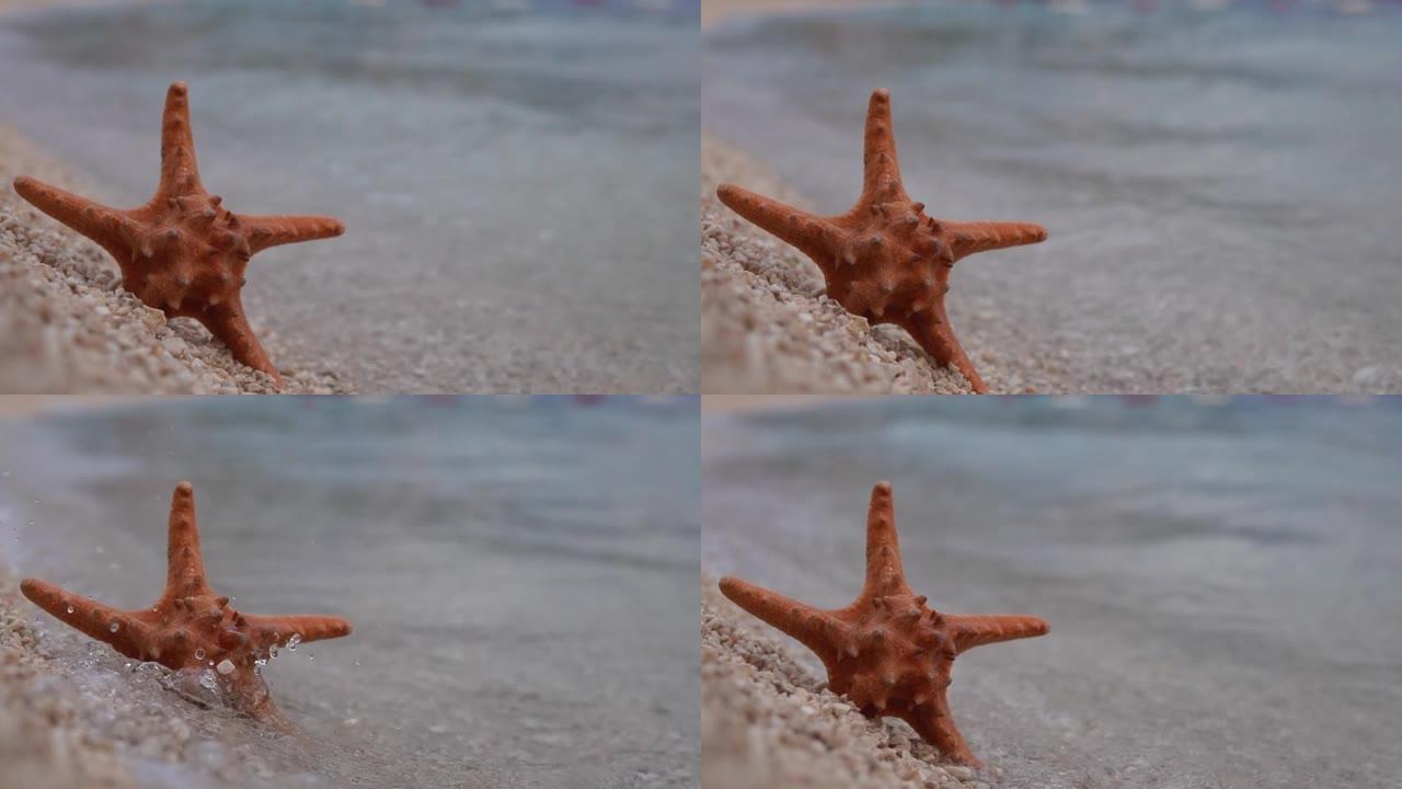 海星在海边被海浪击中