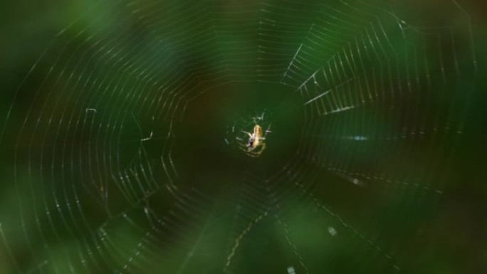 小光蜘蛛，长腿在蜘蛛丝的中心，在绿叶的背景下在风中滑动。拍摄微距。