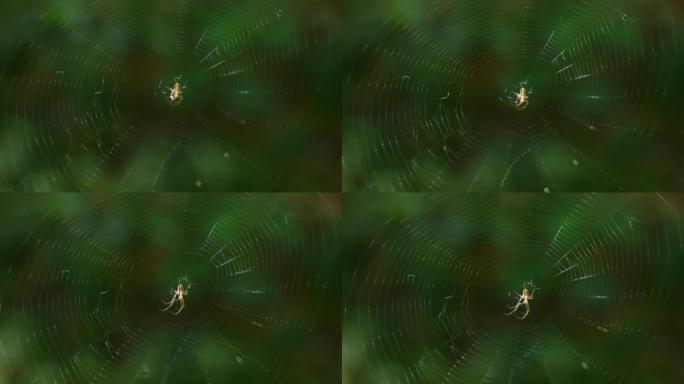小光蜘蛛，长腿在蜘蛛丝的中心，在绿叶的背景下在风中滑动。拍摄微距。