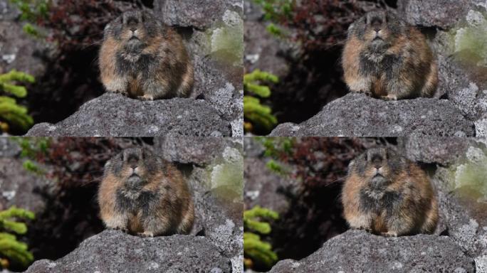 日本鼠兔坐在岩石上