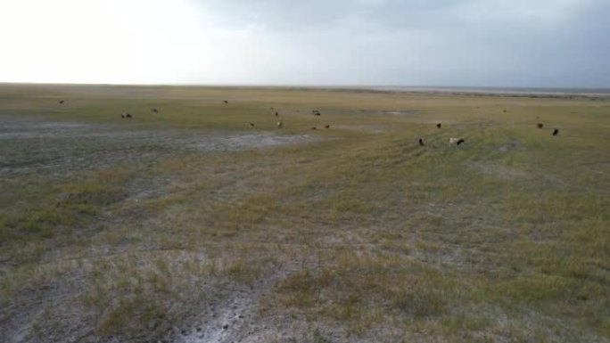 盐沼parsture的牲畜视野的空中放大