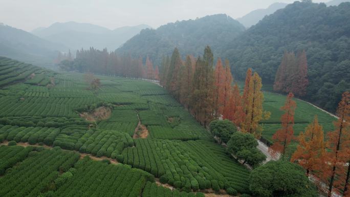 茶园茶山茶叶