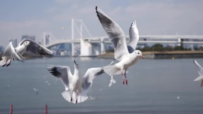 飞行的海鸥在慢动作中寻找食物。东京台场彩虹桥