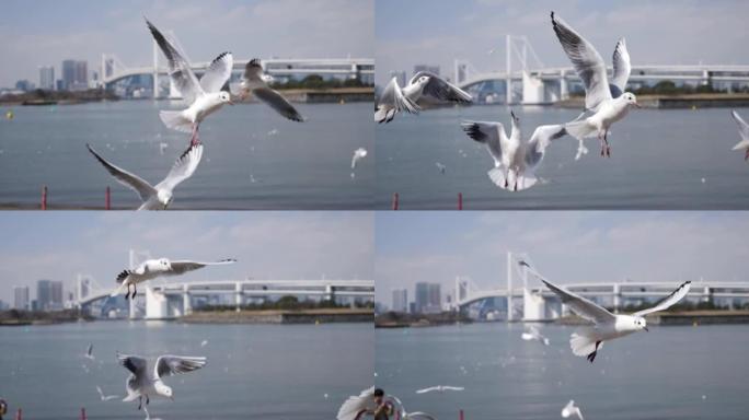 飞行的海鸥在慢动作中寻找食物。东京台场彩虹桥