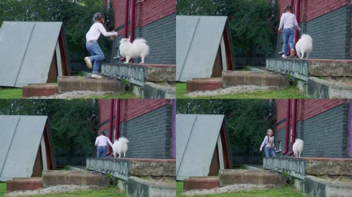 一个女孩和一只白色蓬松的斯皮茨狗玩耍。人类最好的朋友，人与动物的互动