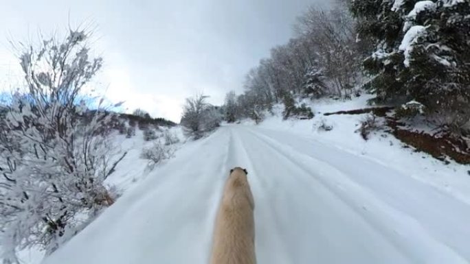狗在雪中独自行走美丽的天气，狗在雪中行走，狗在雪道上的脚印，宠物狗在雪林中寻找猎物，雪道和狗在超广角