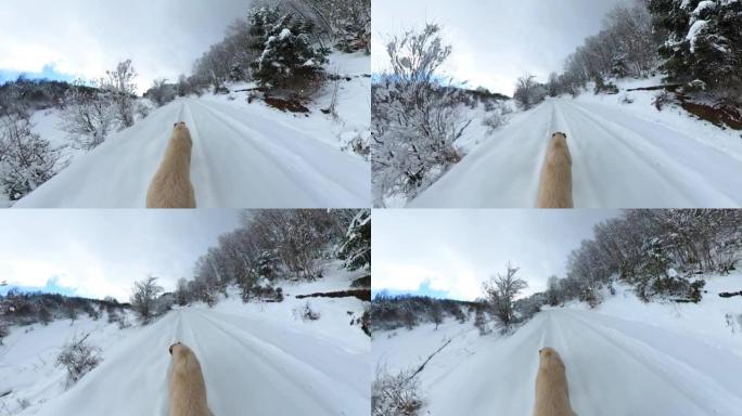 狗在雪中独自行走美丽的天气，狗在雪中行走，狗在雪道上的脚印，宠物狗在雪林中寻找猎物，雪道和狗在超广角