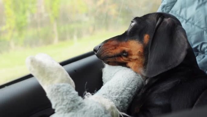 腊肠狗躺在汽车上最喜欢的玩具上