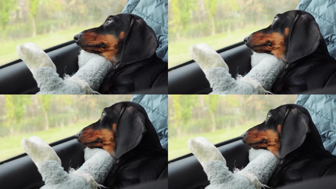 腊肠狗躺在汽车上最喜欢的玩具上