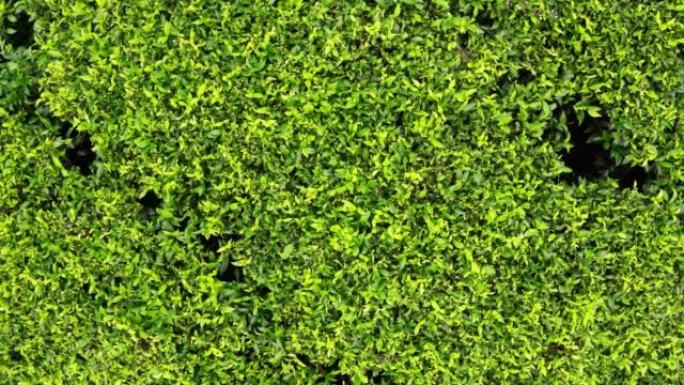 4k无人机镜头显示斯里兰卡茶园无休止的绿色茶叶灌木丛。