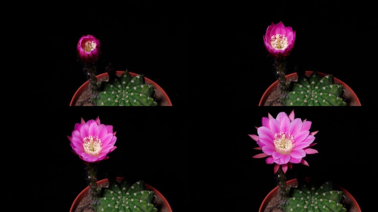 红色仙人掌花从芽到全花的延时镜头孤立在黑色背景上，4k顶视图视频，特写镜头。