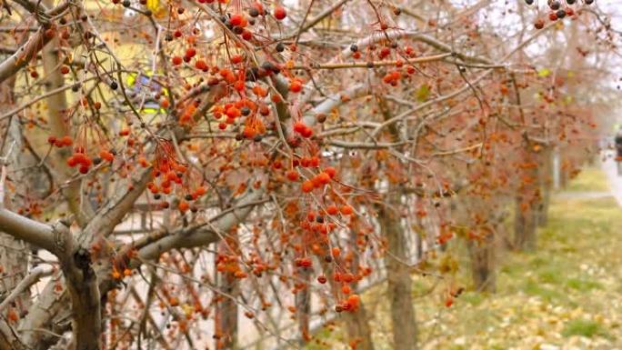 在人行道上的灌木树上，将螃蟹苹果的红色秋天浆果特写