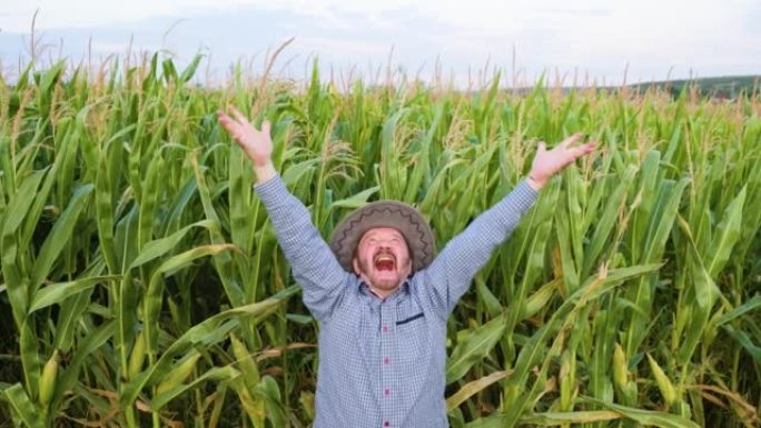 年迈的尖叫农夫农艺师在玉米田里举起手来