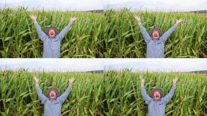 年迈的尖叫农夫农艺师在玉米田里举起手来