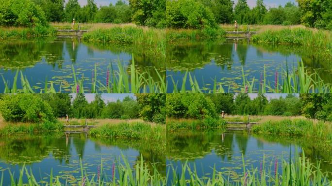 该旅行了，去任何地方。自然公园里平静的绿色池塘。在木桥上行走的游客。夏季周末。多汁的芦苇和草。德国度