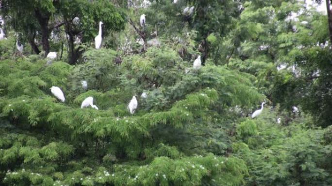 一大群白鹭依附在大树的树枝上。