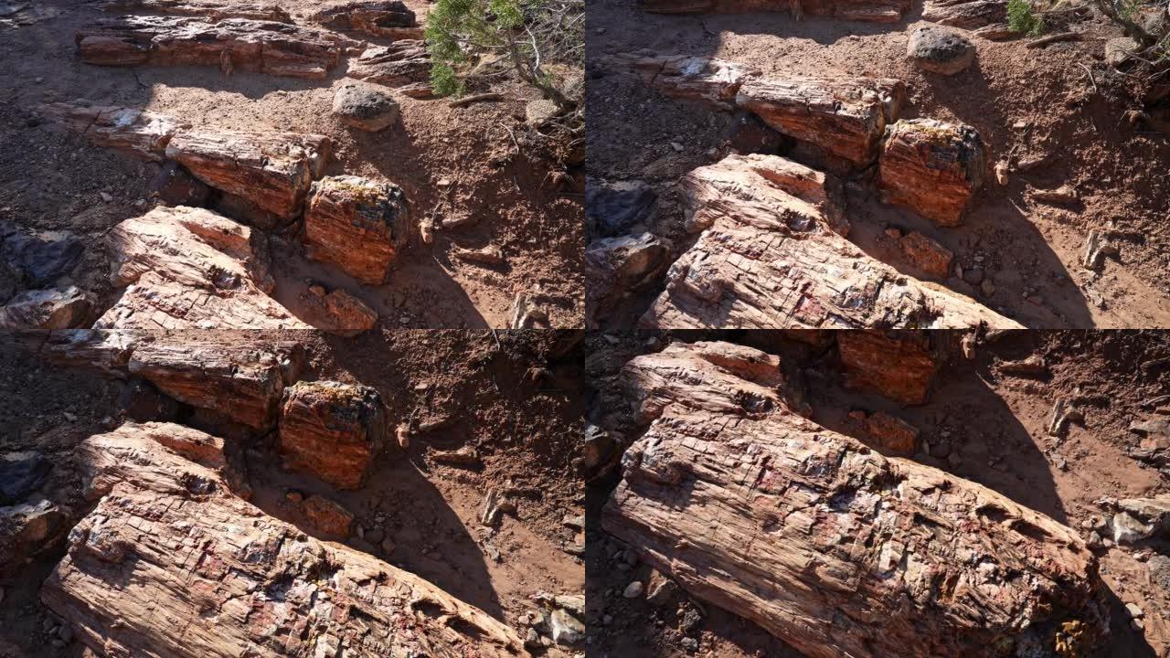 犹他沙漠中老树的石化木材