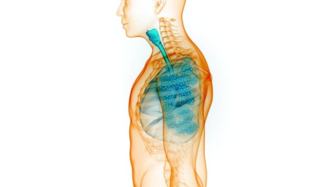 人体呼吸系统肺呼吸解剖动画概念