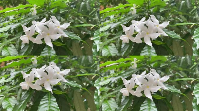 五瓣白花盛开，颜色白色，小五瓣带黄色花粉