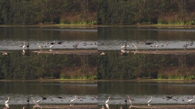 黑鹳白鹭和苍鹭在湿地觅食