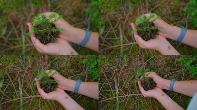 自然绿色森林中的雌性手握芽王尔德松树。地球日拯救环境概念。育苗林种植。