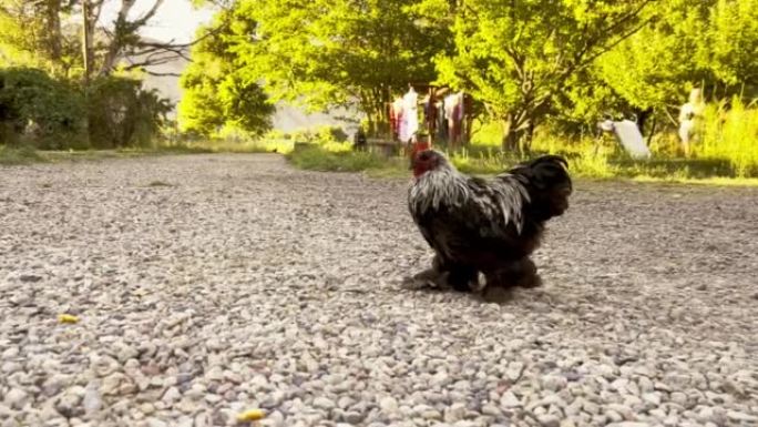 科罗拉多州西部农村地区的各种免费鸡肉户外视频系列