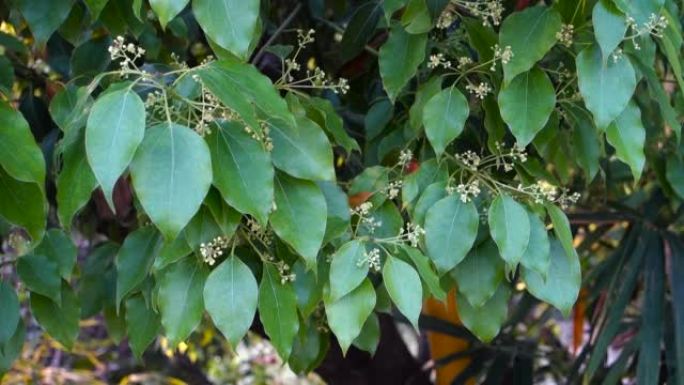樟树月桂树种子和带有花粉的叶子的特写镜头。樟树是常绿乔木的一种，通常以樟树，樟木或樟树月桂为名。